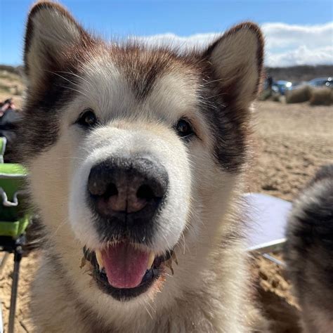 The Matthews Malamute Family .